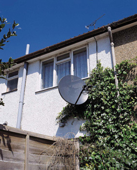 Satellite dish foilage